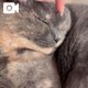 ゴロゴロにゃん(音あり)