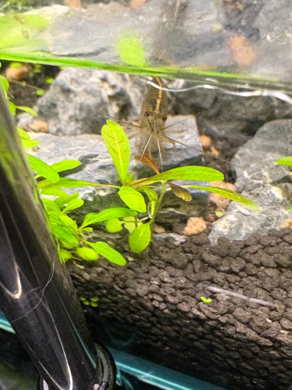 えび🦐