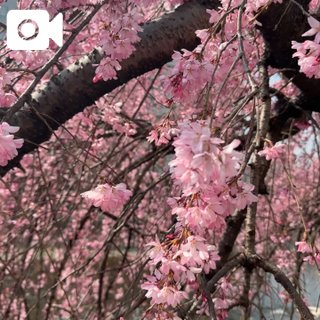 🌸🆕4月とGWの予定✨