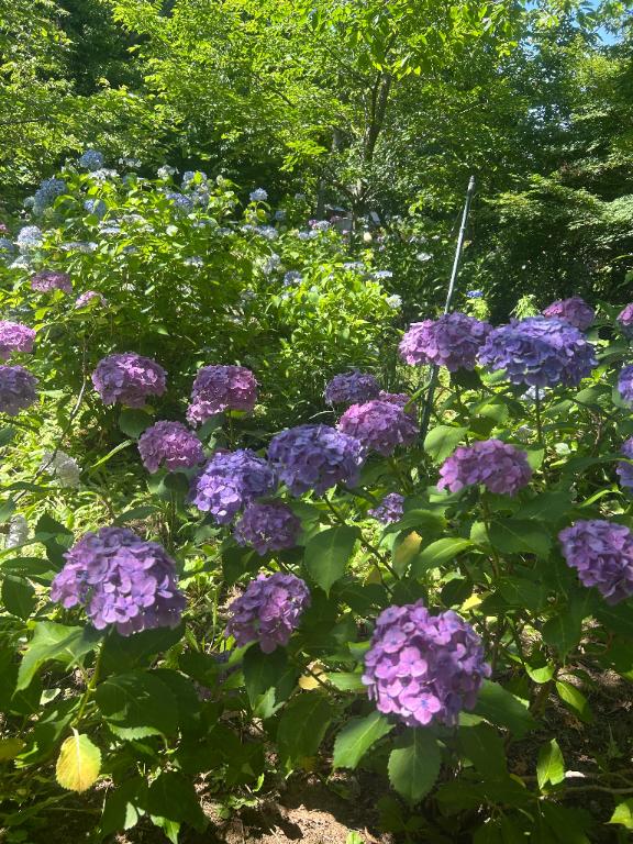 紫陽花の季節です