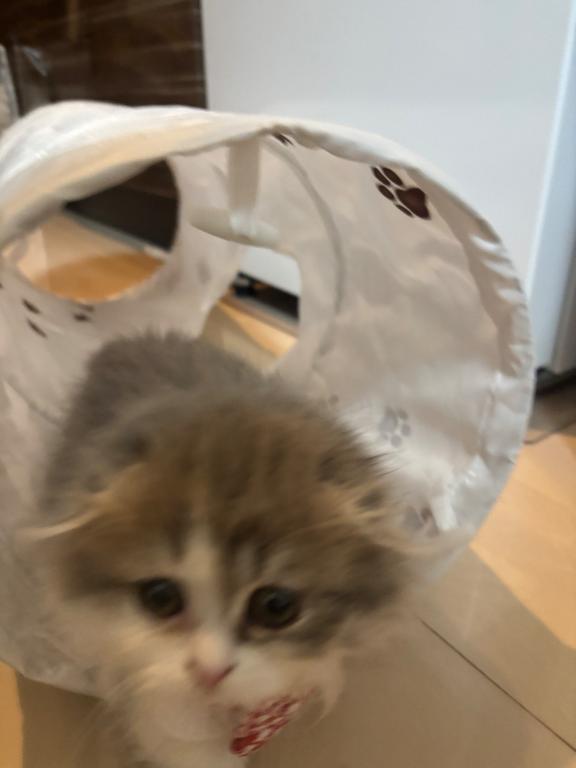 明日について