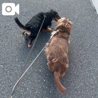 朝んぽ💗ごま&まーたん編