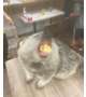 お弁当ハラスメント