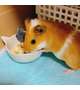 今日のペット大ちゃん( *´艸`)