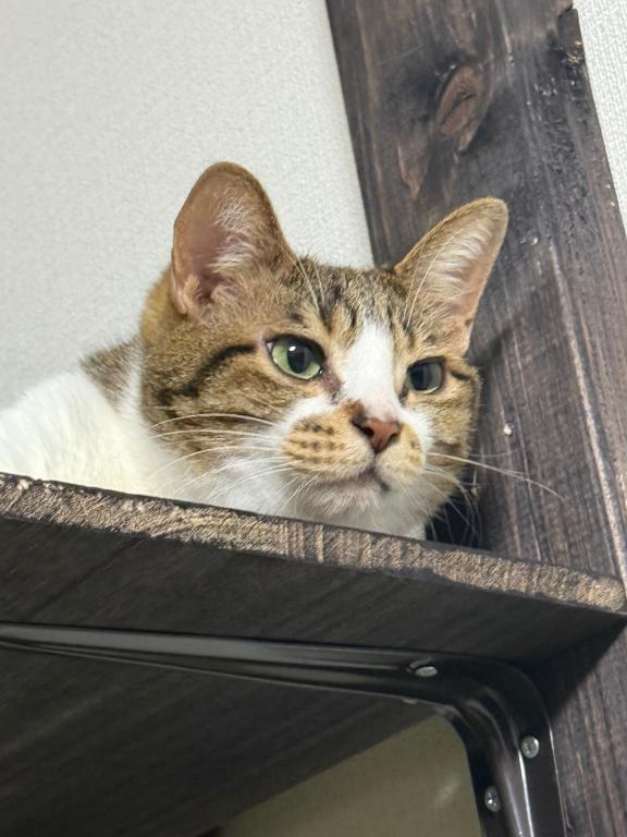 写メ日記サムネイル