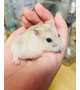 昨日のちび太🐹‪🫶