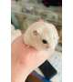 写真集出せるくらいかわいい‪はむ🐹💛