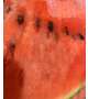 🍉🍉🍉🍉🍉🍉