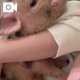 ぶたさん