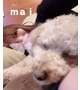 いちゃいちゃ🐶