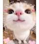 🐱アレルギーに対抗しろ