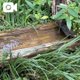 癒し
