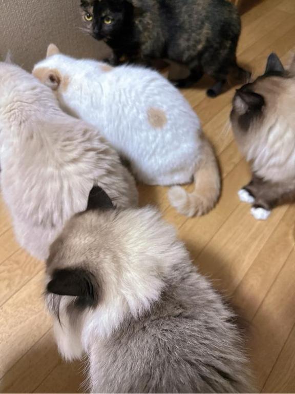 写メ日記サムネイル