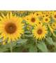 5/6出勤🌻