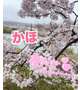 本日出勤です🌸