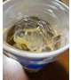 ほうじ茶ラテ