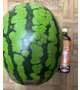 スイカ🍉
