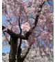 桜🌸綺麗だった🌸