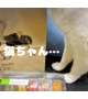 猫ちゃん