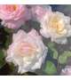 夏の花は向日葵だけじゃない