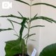 植物の個性