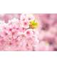 春ですね🌸