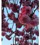 八重桜