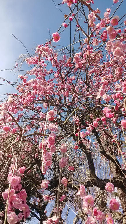 写メ日記サムネイル