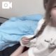 専用オプション