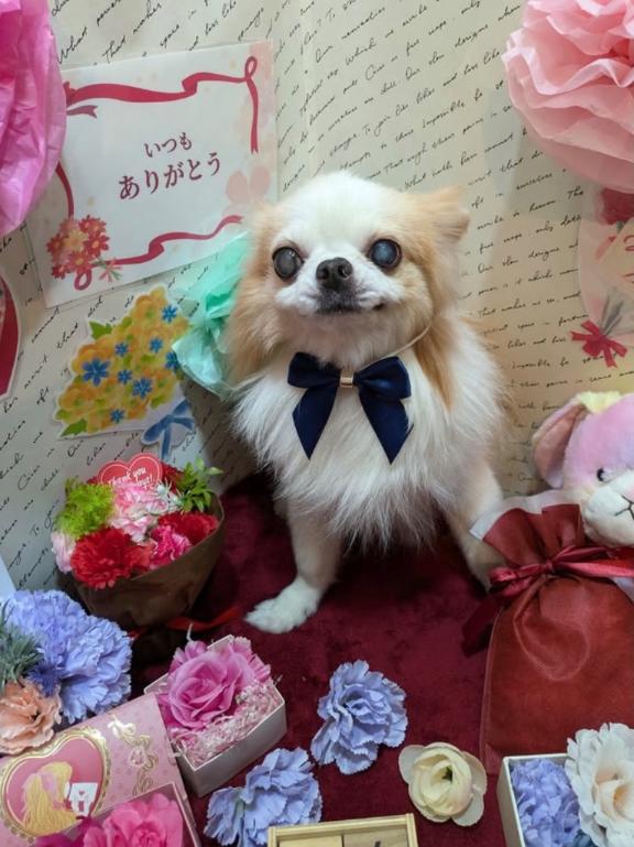 写メ日記サムネイル