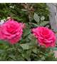 🌹お久しぶりの　貴方様🌹