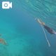 ウミガメと🐢