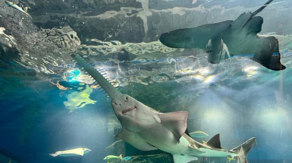 水族館で遊んだ日🐟