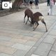 ばんびちゃん