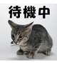 待機中です