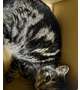 朝から大暴れ猫