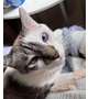 猫で小休止