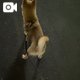散歩デビュー