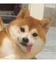 長期！