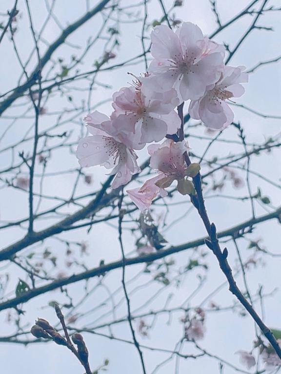薔薇が似合うオンナになりたい🌹