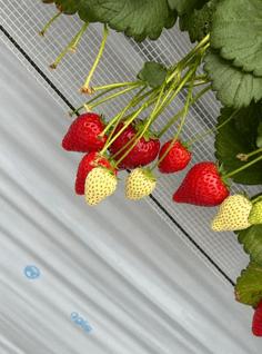 🍓