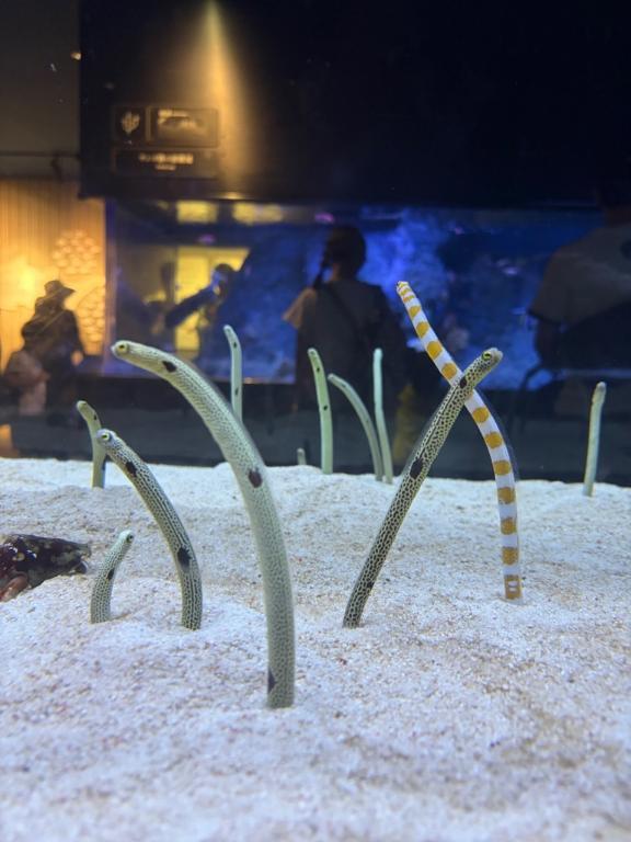 休日は水族館🐬
