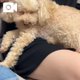 わんころ🐶