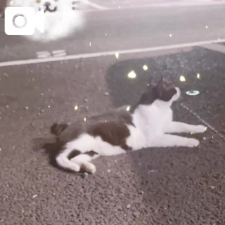 近所のにゃー太郎
