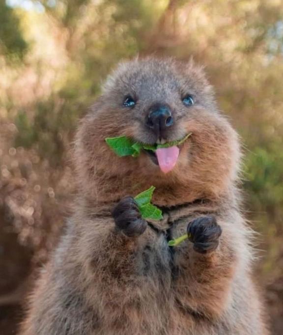 おはyo))?. 参戦、ガチ対戦求👀👀