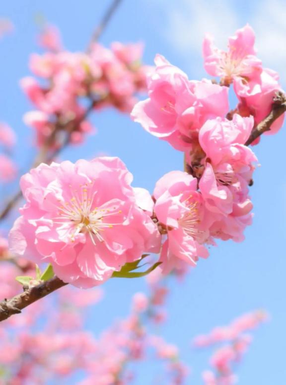 🥰🌸あなたに微笑む💗🥰