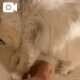 本日います♡ ニャンコ動画をどうぞ♡