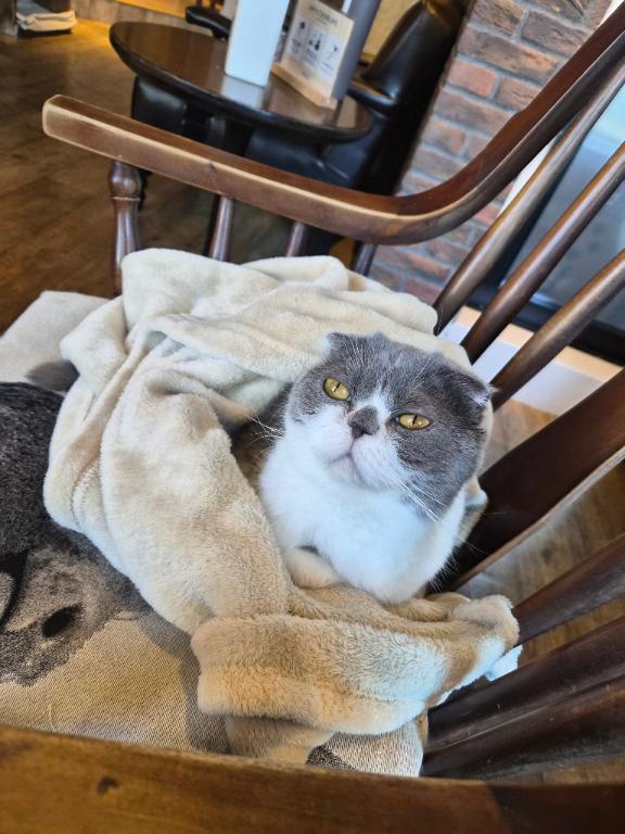 ぶちゃいく猫ちゃん🐱