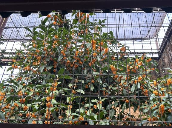 いい香り🎶🧡