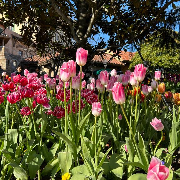 🌷お休みの日🌷